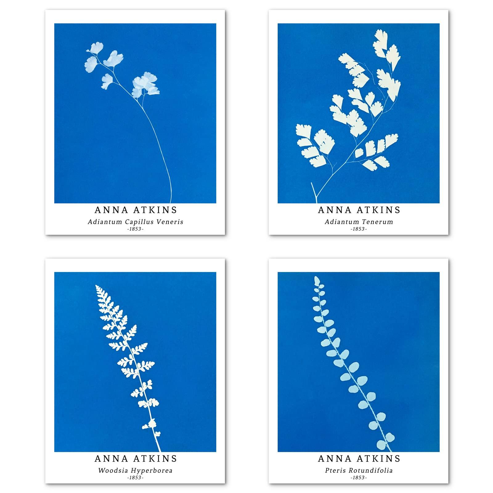 Berkin Arts Wall Art Unframed Prints Giclee Art Paper Set of 4, 11x14 inch Flower Artwork Medium Size, Livingroom Decoration Botanical Blue Minimalist Plant Illustrations Anna Atkins Posters 5