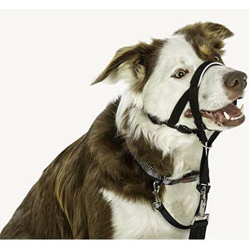 Halti Head Collar, Head Halter Collar for Dogs, Head Collar to Stop Pulling for Small Dogs 4