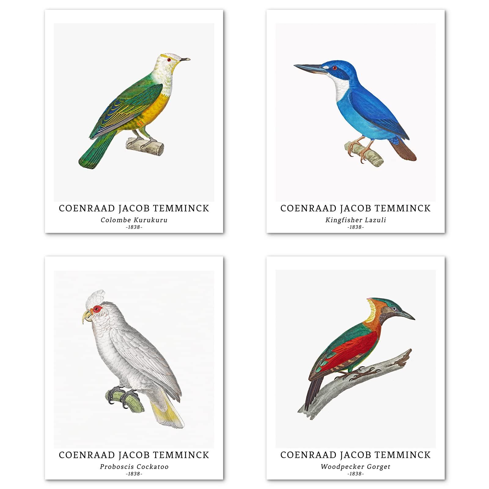 Wall Art Unframed Prints Giclee Art Paper Set of 4, 11x14 inch Classic Bird Artwork, Livingroom Decoration Vintage Elegant Animal Minimalist Illustrations Retro Coenraad Jacob Temminck Poster