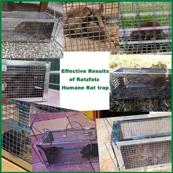 Rat Trap, RatzFatz Humane Mouse Trap, Reusable Rat Catcher, No Kill, Pet Friendly Live Mouse Catch, Large 30 cm, Squirrel Trap, Effective Rat Cage Trap for Outdoor & Indoor 2
