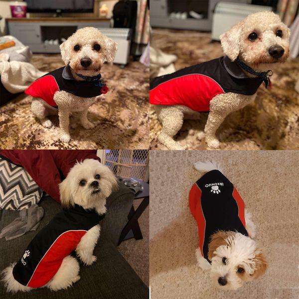 IREENUO Dog Coat, Waterproof Dog Rain Coat for Small Medium Dog, Warm Dog Clothes Winter Coats & Jackets with Fleece and Reflective Strips (L) 4