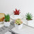 Cotemdery 4 Pack Artificial Potted Succulents Plants Cute Mini Fake Succulent (Plastic Pots*4 Pack)
