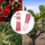 Thornproof Leather Gardening Gloves Long Sleeve For Women and Men,Rose Pruning Floral Gauntlet Garden Gloves (Large, Rose)
